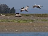 05-C Elkhorn Slough